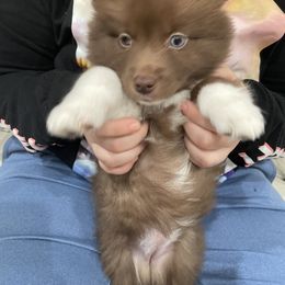 Pomsky Puppies from Urban Sky Kennel