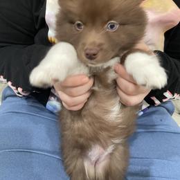 Pomsky Puppies from Urban Sky Kennel
