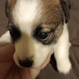 Russell Terriers from RBw Kennel