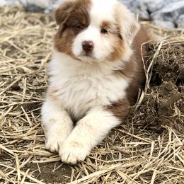 Australian Shepherd Puppies from NorthRidge Australian Shepherds