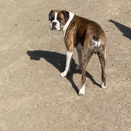 Boxer All Grown Up from Dudley’s Dream Boxers