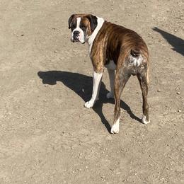 Boxer All Grown Up from Dudley’s Dream Boxers