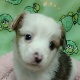 Miniature Australian Shepherds and Toy Australian Shepherds from Badlands Toy and Mini Aussies