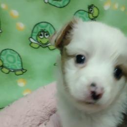 Miniature Australian Shepherds and Toy Australian Shepherds from Badlands Toy and Mini Aussies