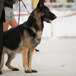 German Shepherds from Rosewood Shepherds