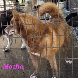 Mocha - Siberian Husky