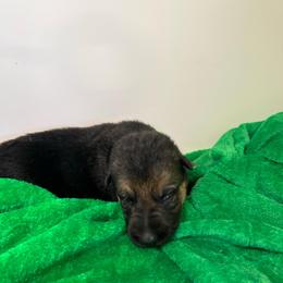 Puppy 3 - Blue female German Shepherd puppy in Grand Rivers, Kentucky from Von Frieden German Shepherds LLC