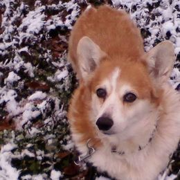 Pembroke Welsh Corgis from Countrylane Corgis