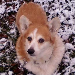Pembroke Welsh Corgis from Countrylane Corgis