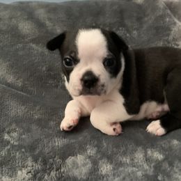 Bea - Black and white Boston Terrier puppy in Jupiter, Florida from CJM Boston and Boxer Puppies
