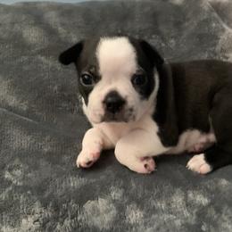 Bea - Black and white Boston Terrier puppy in Jupiter, Florida from CJM Boston and Boxer Puppies