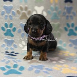 Purple girl - Black and tan female Dachshund puppy in Humble, Texas from A&B Mini Dachshunds
