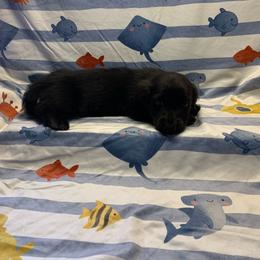 Boy 2 - Black male Dachshund puppy in Vinton, Iowa from Lerch Family Dachshunds