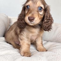 Dolly - Chocolate and cream female Dachshund puppy in Tucson, Arizona from Dachshund Family Co.