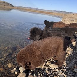 Newfoundland Puppies from Lonepine Newfoundlands