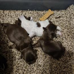 Chocolate boy 2 - Chocolate male Shih Tzu puppy in Newark, Ohio from Gemini Kennels