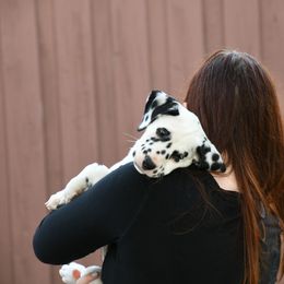 Dalmatian Puppies from Spothaven Dalmatians
