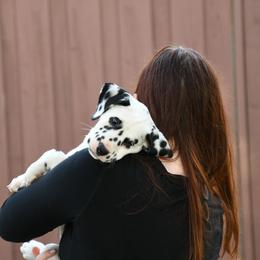 Dalmatian Puppies from Spothaven Dalmatians