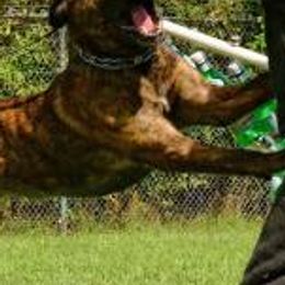 Belgian Malinois and Dutch Shepherds from Cavalier K9