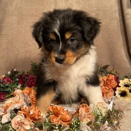 Australian Shepherds from Sierra Cisco Farms