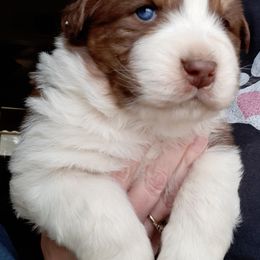 Australian Shepherd Puppies from Aussies of Hunt Farm