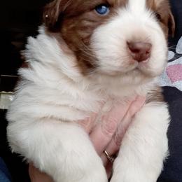 Australian Shepherd Puppies from Aussies of Hunt Farm