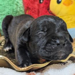 Yellow collar: Clover - Black female Cane Corso puppy in Franktown, Colorado from Earth and Ship Cane Corso