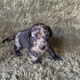 Kora - Dapple female Dachshund puppy in Moreno Valley, California from rdachshunds