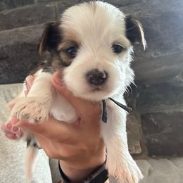 Boy 1 (black collar) - Black and white male Havanese puppy in Osceola, Indiana from LUV my HAVAMALT