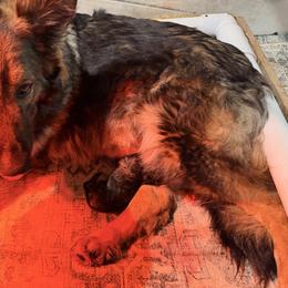 Boy 2 - Sable male German Shepherd puppy in Hollis Center, Maine from Noble German Shepherds of Maine