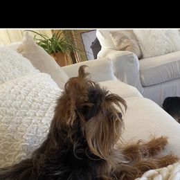 Princess - Yorkshire Terrier