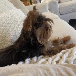 Princess - Yorkshire Terrier