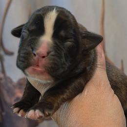 Brindle boy 8 - Brindle male Boxer puppy in Red Boiling Springs, Tennessee from Silver Rain