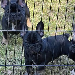 French Bulldog Puppies from Stratton Kennel