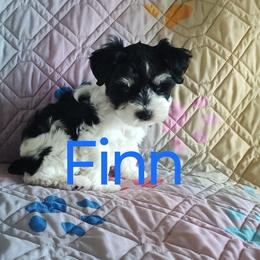 Finn - Parti male Miniature Schnauzer puppy in Diana, Texas from Happy Pawz Schnauzers