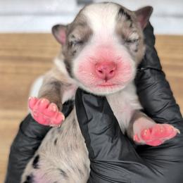 Raven3Girl1- BMF,LONGtail,AKC,OFAs,Genetics - Blue merle female Australian Shepherd puppy in South Hill, Virginia from Silverside Aussies LLC
