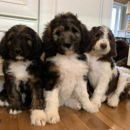 Bernedoodle Puppies from White Oak