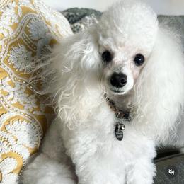 Poodle All Grown Up from Winsome Toy Poodles