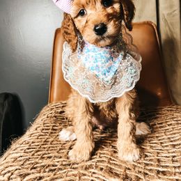Goldendoodle Puppies from The Doting Doodle