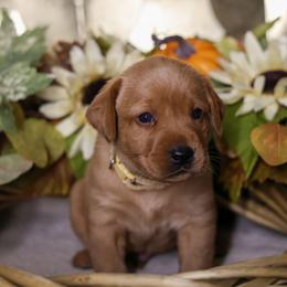 Kodiak - Yellow male Labrador Retriever puppy in Twin Falls, Idaho from Whispering White Pines Labradors