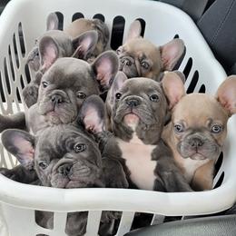 French Bulldog Puppies from Emeraldfrenchies