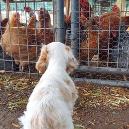Cocker Spaniels from All American Cocker Spaniels