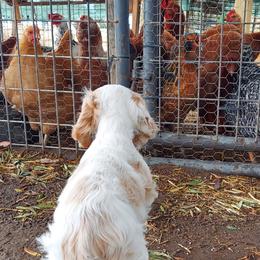 Cocker Spaniels from All American Cocker Spaniels
