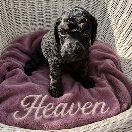 Heaven - Phantom female Poodle puppy in Washington, Pennsylvania from Patriotic Poodles
