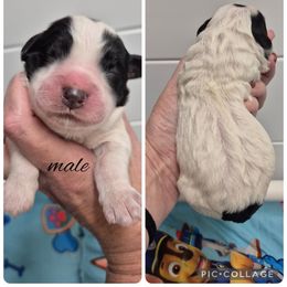 Boy 5 - White and black male Springerdoodle puppy in Freeland, Michigan from McNally's Springer Spaniels