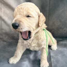 Sprite - Cream male Goldendoodle puppy in Houston, Texas from Were The Mack'Doodles