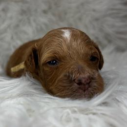 Spanky - Apricot male Poodle puppy in Hawthorne, Florida from Loblolly Ranch