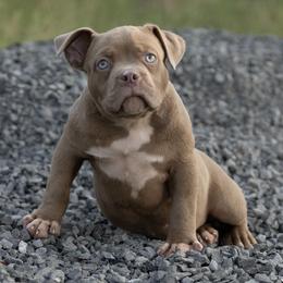 Dynamite - Lilac male American Bully puppy in Puyallup, Washington from Gamer Bullyz