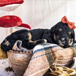 Sapphire - Phantom female Poodle puppy in Gaylord, Michigan from Dog Mom Co. Poodles
