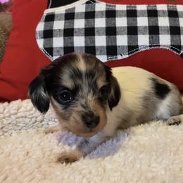 Kovu - Dapple male Dachshund puppy in Gladewater, Texas from Devoted Dachshunds